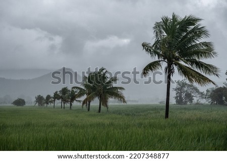 Coconut plam tree blowing by the storm wind during heavy rain in rainy season in Thailand.