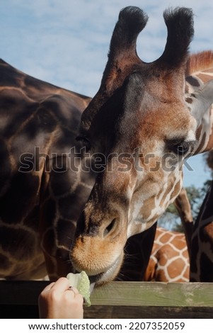 Feeding the giraffes at the zoo