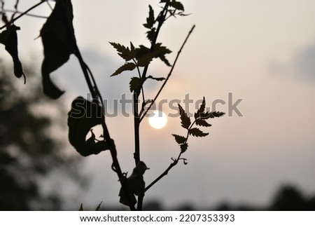 sun set picture behind leaf of neem tree 