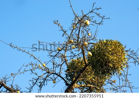 Mistletoe on apple tree. Leafless tree branches with yellow apple fruits and mistletoe against bright blue sky. Autumn, fall, winter landscape. Sunny day