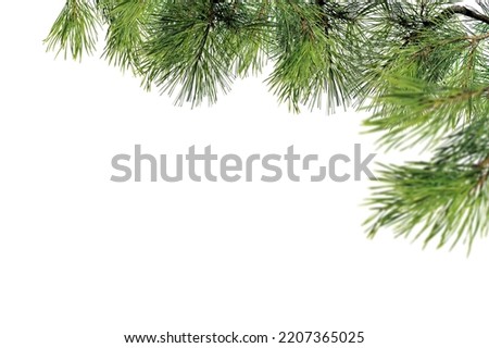 Christmas tree branch isolated on white. Pine branch isolated on white