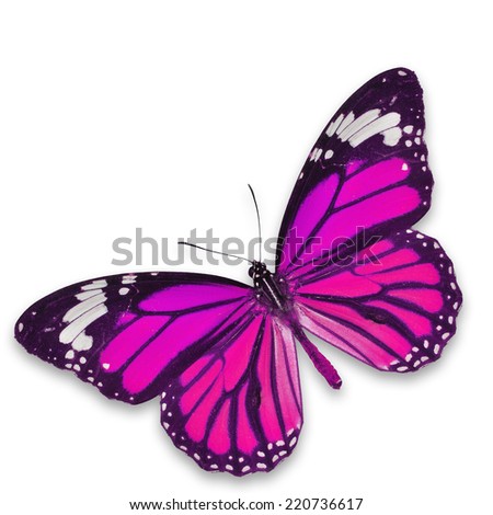 Beautiful pink butterfly isolated on white background