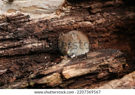 A cute wild Bank Vole, Myodes glareolus, foraging for food in a log pile.	 Royalty-Free Stock Photo #2207369567
