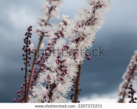 Macro shot of Bugbane (Cimicifuga simplex) 'Atropurpurea' blooming with dense spikes of small, fragrant, white flowers in early autumn, tinted purple in bud in sunlight with blurred background