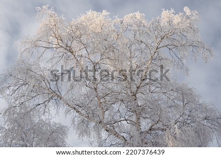 A tree with branches covered with fresh snow. The crown of a birch against a cloudy gray overcast sky in winter. Tinted background on the theme of a winter day and cold season