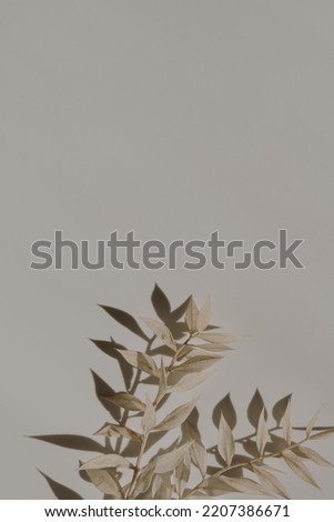 Dry grass stems on warm tan white background with soft blurred sunlight shadows. Aesthetic bohemian minimal floral composition with copy space and sun light shades. Parisian vibes