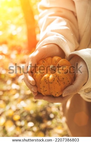 Pumpkin in the hands of a girl. Decorative orange pumpkin on a background of autumn foliage. Autumn coziness and mood, halloween, thanksgiving day concept.