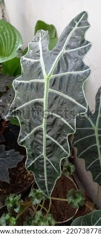 elephant ear leaves in front of the house