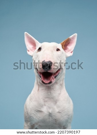 happy bull terrier on a blue background. cute dog studio, for design. Royalty-Free Stock Photo #2207390197