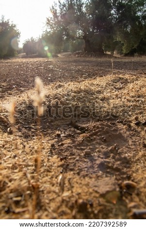 an anthill with ants in autumn and in an olive grove surrounded by seeds that the ants are putting them through a hole, with a blurred background with olive trees and the sun's rays reflected
