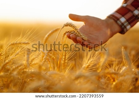 Wheat quality check. Farmer with ears of wheat in a wheat field. Harvesting. Agro business. Royalty-Free Stock Photo #2207393559
