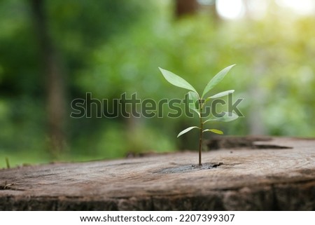 New green leaves are born on old trees, Ideas for Hope for a new life in the future natural environment, renewal with business development, and eco symbolic concept. environmental protection Royalty-Free Stock Photo #2207399307