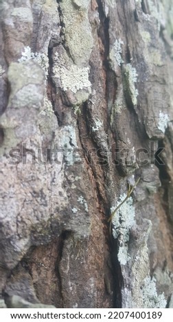 Brown tree bark texture relief with tree bark texture. Creative texture relief from old bark