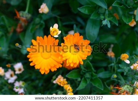 A bee sits on a bright orange marigold flower, focus on the bee and the flower center