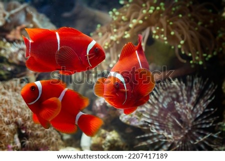 Maroon clownfish on coral feefs, anemones on tropical coral reefs, Sea anemones and maroon clownfish on the ocean floor Royalty-Free Stock Photo #2207417189