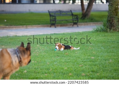 Two dogs, one big dog and one small dog lying on the grass in the park playing with a ball. Animals and pets concept. 4th October, World Animal Day.