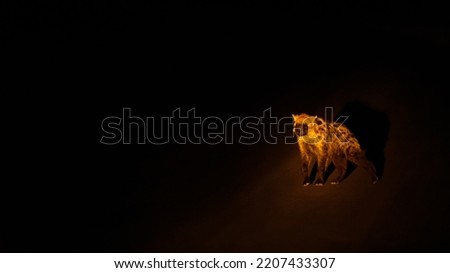 A spotted hyena (Crocuta crocuta) at night, Timbavati Game Reserve, South Africa.
