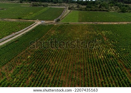 Panoramic aerial view on green vineyards with growing grape plants, production of high quality famous French white wine in Puligny-Montrachet village, Burgundy, France