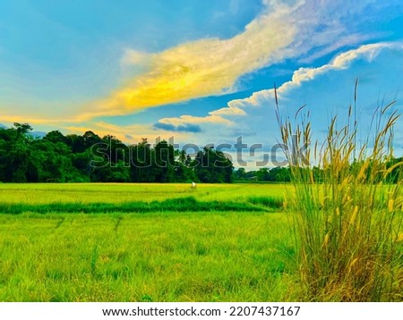Asia agriculture environment. Paddy-field with grass. Edited sky image. Natural photography. Iphone 13 pro max photography