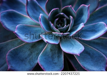 Succulent cactus background. Close up of teal and purple succulent cactus leaves texture wallpaper. Printable wall art. Selective focus. Royalty-Free Stock Photo #2207437221