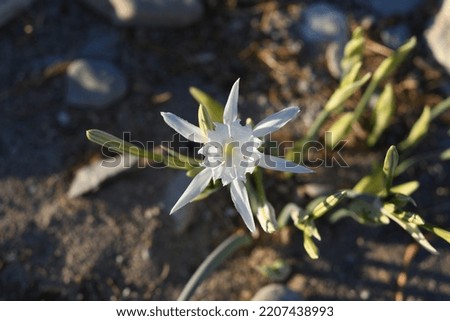 Sea Daffodils endemic to Datca Peninsula, Palamutbuku, Datca - Turkey