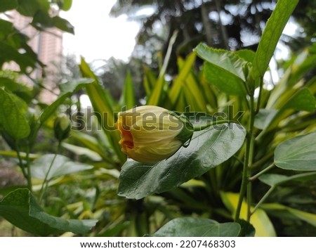 Hibiscus flower buds . Hibiscus is a genus of flowering plants in the mallow family, Malvaceae