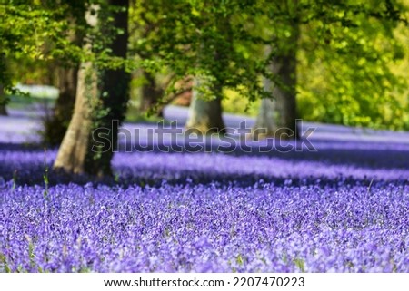 Bluebell fields in Cornwall, England. Royalty-Free Stock Photo #2207470223