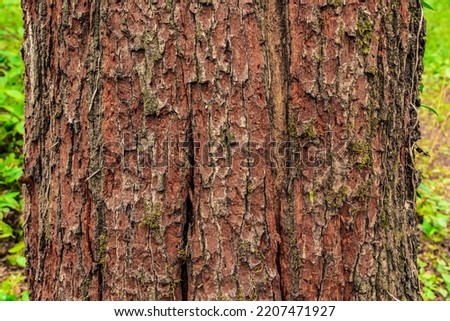 Bark on the trunk of an old tree
