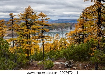 Beautiful autumn landscape. View of larch trees and dwarf pines. Coniferous forest in the mountains. In the distance is a sea bay and hills. Travel and ecological tourism in northern nature. September Royalty-Free Stock Photo #2207472441