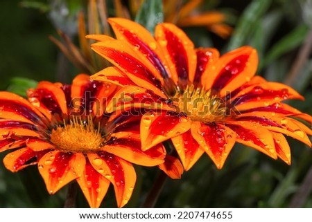 Two red-orange flowers covered with water drops, close-up with shallow depth of field.