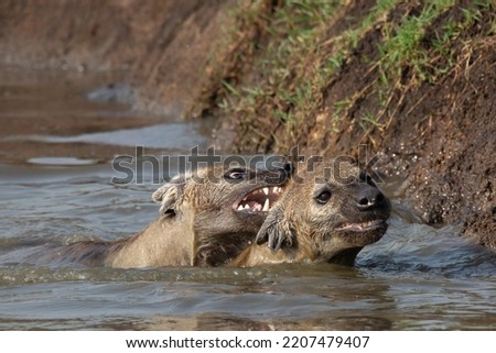 Hyenas swimming in the river and biting in the neck on an African safari in Masai Mara, Kenya