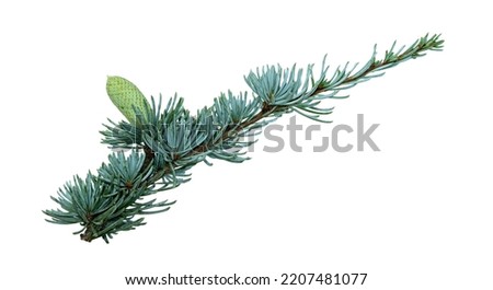 A twig of Atlantic cedar (Cedrus atlantica) with an immature cone Royalty-Free Stock Photo #2207481077