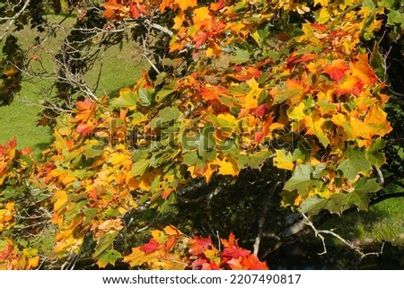 Yellowed maple leaves in autumn park