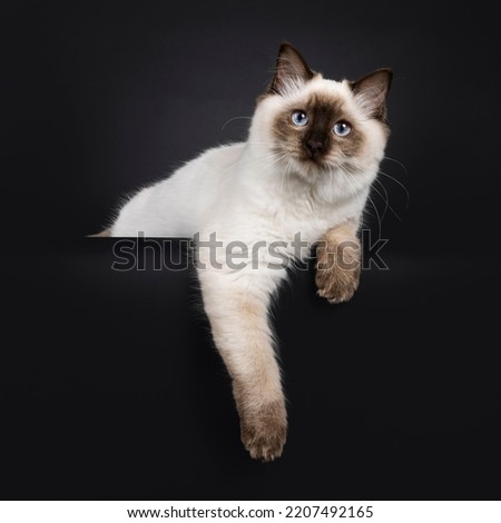 Fluffy young seal point ragdoll cat, laying down on edge with paws hanging down. Looking straight to camera with light blue eyes. Isolated on a black background. Royalty-Free Stock Photo #2207492165