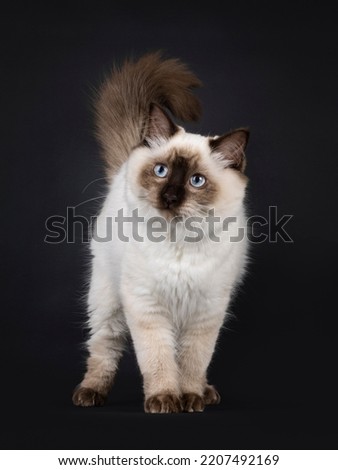 Fluffy young seal point ragdoll cat, standing up facing front. Looking beside camera with light blue eyes. Isolated on a black background. Royalty-Free Stock Photo #2207492169