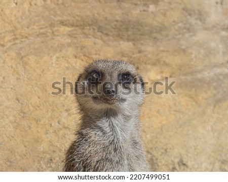 Meerkat from Eastern Africa Tanzania