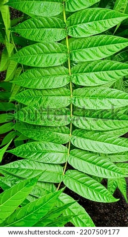 Green plants. Spruce leaves and branches cover a large surface area. Wallpaper for background and construction. copy space