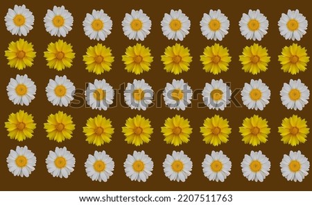 Collection of creative daisies flowers isolated on white background. Flat lay, top view. Floral pattern, object .Chamomile herbal design great for fashion fabric.