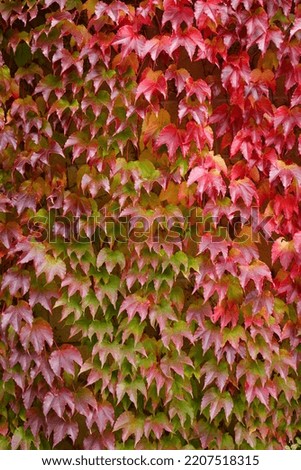 Autumn Red foliage boston ivy on a building exterior. Selective focus
