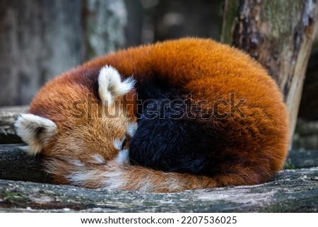 A red panda sleeps in the forest