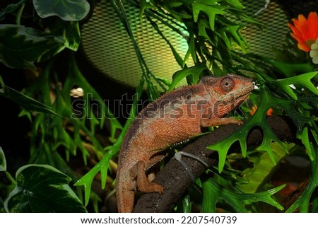 Adult female Ambilobe Panther Chameleon (Furcifer pardalis)
