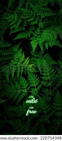 Green fern leaves background wallpaper.