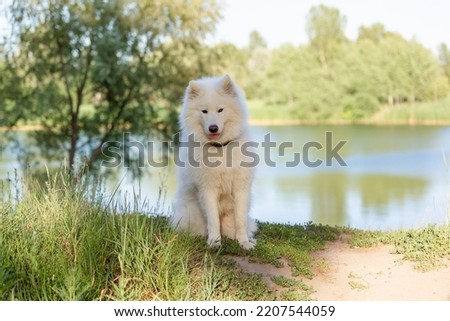 Samoyed dog sitting on the grass. Dog on natural background. Summertime Royalty-Free Stock Photo #2207544059