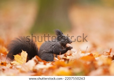 Portrait of a cute european red squirrel. Sciurus vulgaris. Autumn scene with a squirrel. 