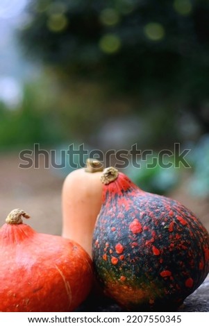 Two Hokkaido pumpkins and one butternut squash in the garden. Selective focus.