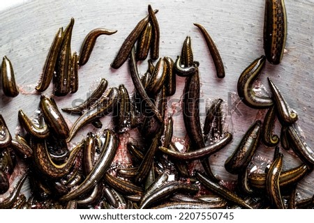 Many medical leeches for hirudotherapy on leech farm or laboratory Royalty-Free Stock Photo #2207550745