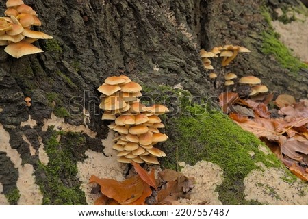 Sulfur tuft mushrooms and moss growing on a tree in the autumn forest. Hypholoma fasciculare  Royalty-Free Stock Photo #2207557487