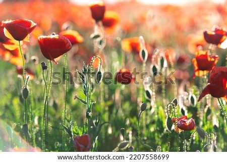 Vivid poppy field in Latvia