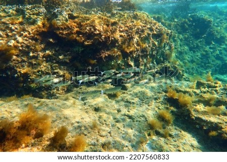 School of fish swimming in the shallow sea. Mediterranean reef with wildlife, underwater photography. Seascape with marine life. Rocks and animals, undersea picture.