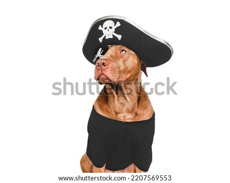 Charming, lovable brown dog and pirate costume. Bright background. Close-up, indoors. Studio shot. Congratulations for family, relatives, loved ones, friends and colleagues. Pet care concept